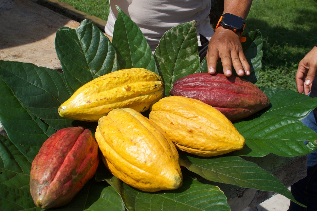 Finca de cacao
